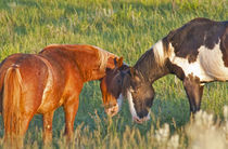 Wild Horses at Theodore Roosevelt National Park in North Dakota von Danita Delimont
