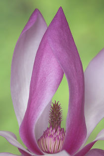 USA, Washington. Close-up of magnolia blossom. Credit as by Danita Delimont