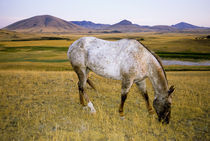 Appaloosa Indian horse graze on grasslands in Montana by Danita Delimont