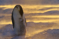 Emperor penguin with chick in blizzard, Weddell Sea von Danita Delimont