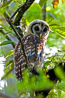 A fledgling barred owl is perched in a bald cypress tree von Danita Delimont