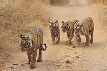 Royal Bengal Tigers on the track, Ranthambhor National Park, India. by Danita Delimont