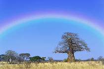 Rainbow and African baobab tree, Adansonia digitata, Tarangire National Park von Danita Delimont