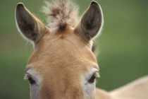 Takhi face, Equus caballus przewalskii, Hustain Nuruu National Park, Mongolia von Danita Delimont