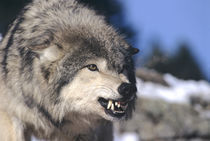 Snarling Gray or Timber Wolf(Canis Lupus), Captive. von Danita Delimont