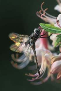 USA,Georgia,Close-up of dragonfly Backlit on Azalea. Credit as von Danita Delimont