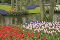 Pattern of tulips and grape hyacinth flowers, Netherlands, Holland by Danita Delimont