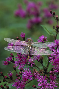 Dragonfly on Joe-Pye weed. Credit as von Danita Delimont