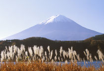 Asia, Japan, Yamanashi, Kawaguchi Lake Mt. Fuji with Susuki Grass von Danita Delimont