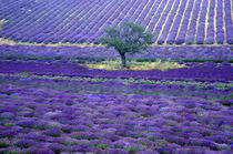 Europe, France, Provence. Lavander fields von Danita Delimont