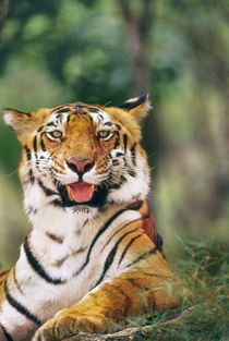 Bengal tiger, Panthera tigris tigris, Western Ghats, India von Danita Delimont