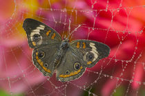 Sammamish Washington Photograph of Butterfly on Flowers von Danita Delimont