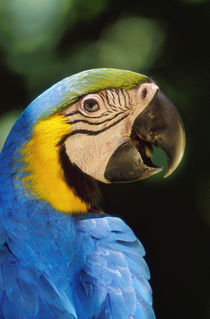 Blue-and-yellow macaw, Ara ararauna, Tambopata National Reserve, Peru von Danita Delimont