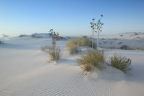 USA-NEW MEXICO- White Sands National Monument von Danita Delimont