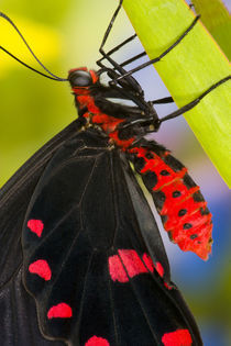 Sammamish, Washington Tropical Butterfly Photograph of Pachliota kotzebuea von Danita Delimont