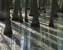 USA, Missouri, Mark Twain National Forest, Water Tupelo trees von Danita Delimont