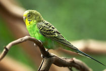 Budgerigar ( Melopsittacus undulatus ), Australia by Danita Delimont