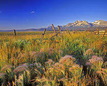 Foxtail Barley and stitch fencing Sawtooth Mountains near Stanley Idaho von Danita Delimont