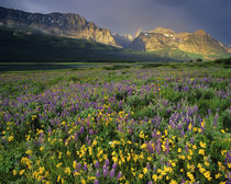 Prairie wildflowers, National Park in Montana by Danita Delimont