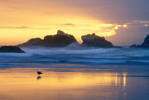 USA, Oregon, Bandon, Beach at sunset with sea stacks and gull. Credit as von Danita Delimont