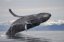 Breaching Humpback Whale, Alaska,Tongass National Fores by Danita Delimont