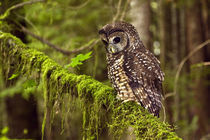 Oreogn, Coast Range, a Northern Spotted Owl (Strix occidentalis) by Danita Delimont