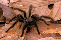 South America, Peru, Amazon Rainforest. Black Tarantulas (Theraposidae) von Danita Delimont