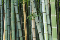 Asia, Japan, Kyoto, Arashiyama, Sagano, Bamboo Forest by Danita Delimont