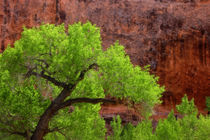USA, Utah, Arches National Park. Cottonwood tree against red rock. Credit as by Danita Delimont
