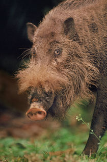 Bearded pig, Sus barbatus, Bako National Park, Borneo by Danita Delimont