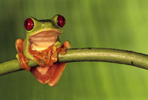 Red-eyed tree frog, Agalychnis callidryas, Barro Colorado Island, Panama by Danita Delimont