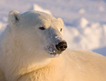 Canada, Manitoba, Hudson Bay, Churchill. Close-up of polar bear. Credit as von Danita Delimont