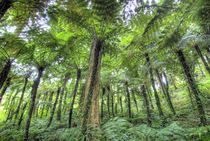 Indonesia, Bali. View of vegetation in Bali Botanical Gardens. Credit as by Danita Delimont