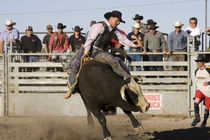 Bull Riding at North American Indian Days in Browning, Montana von Danita Delimont