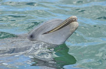 Atlantic Bottlenose Dolphin, Roatan Institute of Marine Science von Danita Delimont
