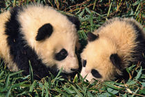 Two panda cubs in the bamboo bush, Wolong, Sichuan, China von Danita Delimont
