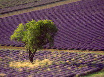 Lavender field in High Provence, France von Danita Delimont