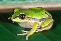 Masked Treefrog Smilisca baudini  Native to Mexico, Central America by Danita Delimont