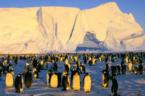 Antarctica, Antarctic Peninsula, Weddell Sea by Danita Delimont