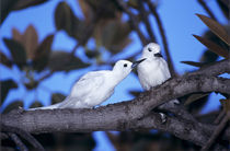 White Tern,adult preening partner by Danita Delimont