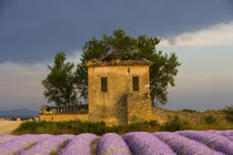 Europe, France, Provence by Danita Delimont
