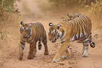 Royal Bengal Tigers on the move, Ranthambhor National Park, India. by Danita Delimont