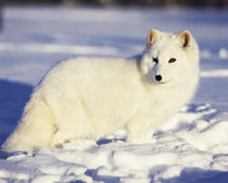 USA, Alaska. Arctic fox in winter coat. Credit as by Danita Delimont