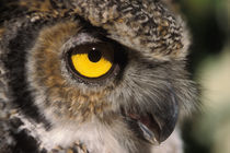 great horned owl, Stix varia, Alaska Zoo, Anchorage, Alaska by Danita Delimont