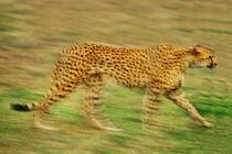 Cheetah in motion, Acinonyx jubatus, Masai Mara Reserve, Kenya von Danita Delimont