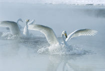 Asia, Japan, Hokkaido, Akan NP, Kusharo Lake, Whopper Swan (Cygnus cygnus) by Danita Delimont