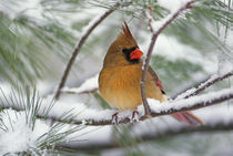Female Northern Cardinal in snowy pine tree   von Danita Delimont