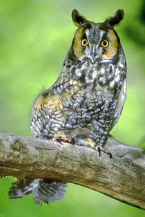 USA, Colorado. Portrait of long-eared owl perched on limb (wildlife rescue) by Danita Delimont