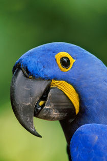 Hyacinth macaw, Anodorhynchus hyacinthinus, Pantanal, Brazil von Danita Delimont