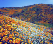 USA, California, Lake Elsinore by Danita Delimont